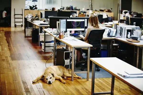 Sleeping dog lying underneath workstation in office while businesswoman works on computer.