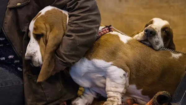 BIRMINGHAM, ENGLAND - MARCH 09: A owner cuddles her Bassett Hound as they wait to be judged in a show ring on the first day of Crufts Dog Show at the NEC Arena on March 09, 2017 in Birmingham, England. First held in 1891, Crufts is said to be the largest show of its kind in the world, the annual four-day event, features thousands of dogs, with competitors travelling from countries across the globe to take part and vie for the coveted title of 