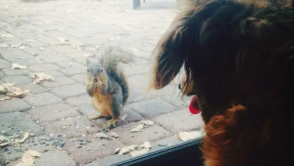 Dever Day: 10 videoer for at fejre din yndlingshund