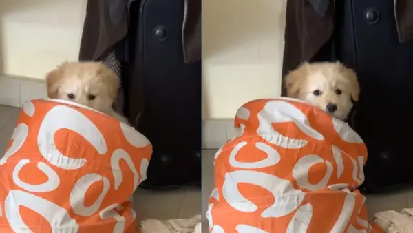 Video: zelta retrīvers -pups