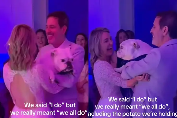 Video: Anglický buldok se připojí k prvnímu tance svatebního páru