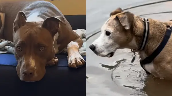 וידאו: כלב הצלה איטי שולח אחים לליבו של הבעלים