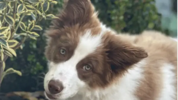 Underwood Dog Colton: Caro, Âge, ECC