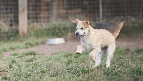 Le Kansas Animal Shelter implémente le nom d'adoption un prix