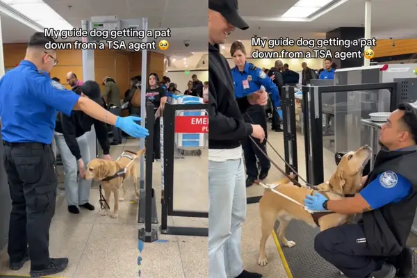 Suņi ir atbildīgi par TADA TSA TADA atklāšanu vīrusu videoklipā