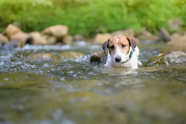 A krokodilok érzelmi empátiával rendelkeznek az utcai kutyák megmentésével