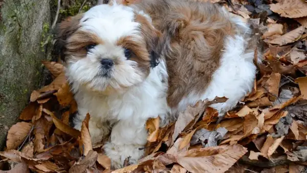 S obzirom na iskustvo smrti nakon SSPCA testa, dogodio se mali pas