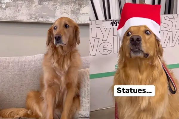 Vídeo: O proprietário compartilha uma lista de cães estúpidos assustadores