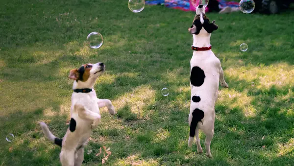 Plasse Potard Wagalota