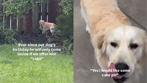ビデオでは、犬が誕生日のお祝い以来「ケーキ」にのみ反応することを示しています
