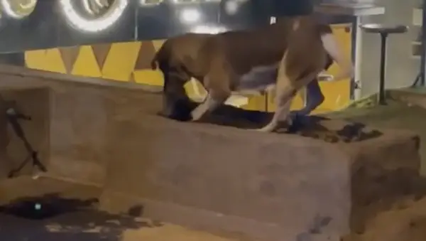 Пси постају вирусна мачка која је учитала нападнут аутомобил