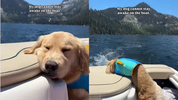 Pas pokazuje da najbolji brodovi koriste sjajan film