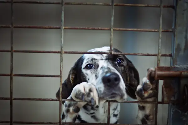 Etter å ha funnet 90 hunder, ga eieren av Butler -området en kriminell forfølgelse for en ekstra rolle