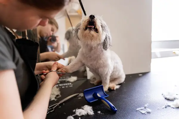 Azt mondják, hogy a kutya fodrásza Connecticutban nem megfelelő kirekesztést alkalmazott, amely a kutyát eszméletlenül hagyja