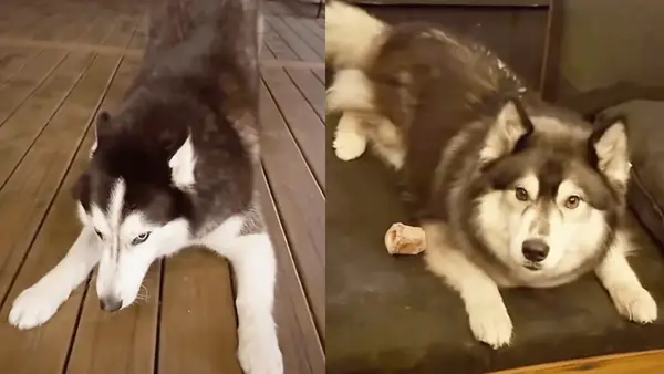 El perro activa el modo de conejito cuando se excita con videos adorables