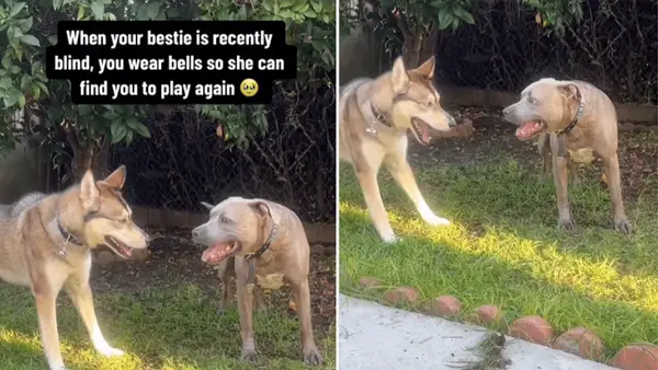 I cani di salvataggio migliorano l'esperienza del tempo di gioco per i cani ciechi con i video