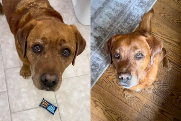 Les conversations avec les chiens adoptifs deviennent viraux pour toutes les raisons correctes