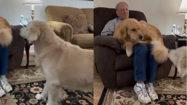 A videó megmutatja, mit tehet a kutya a tulajdonos figyelmének felhívására