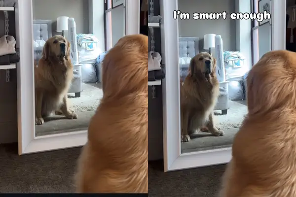 Video: Praktična razlaga plačila zlata Spiegel spredaj