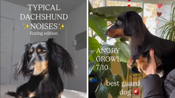 Majitelé psů popisují typický zvuk DCKHUND v krásném videu