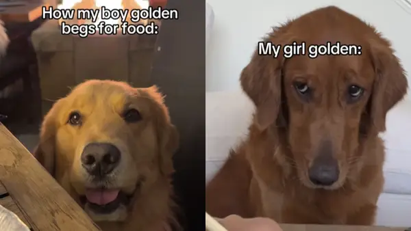 VIDEO: Press Opument