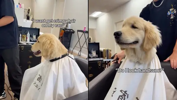 VIDEO: Pirmoji šuns šukuosena yra labai sėkminga