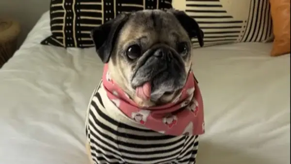 Cães influentes obtêm títulos de ciências especiais