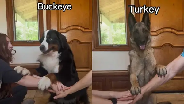 VIDEO: Un câine amestecat cu provocări practice