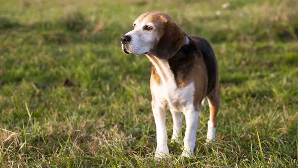 Der vermisste Hund ist Fox 'Freund, um zu überleben