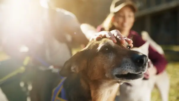 Virginia Technologies Najważniejszy wysiłek przyjęcia i odkrywania psów