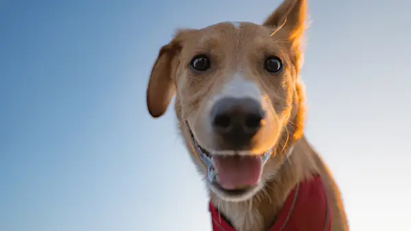 犬のDNA検査は2025年にトレンディであり、子犬の秘密の資質を明らかにします