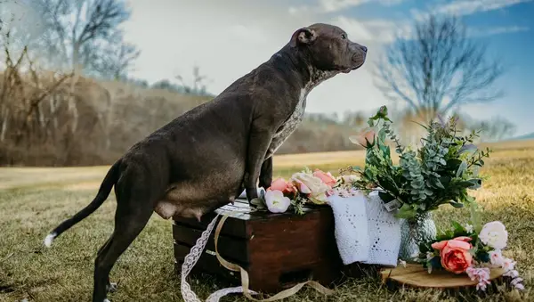 Nėštumo struktūra, teikianti gimimo nuotraukas