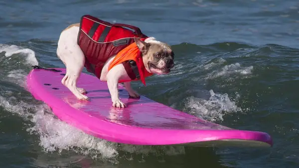 Campeonato de surf de perros mundial que mira a los perros tomar las olas