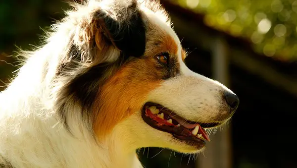 Hunde som Paul Rud Miren er placeret derhjemme for evigt