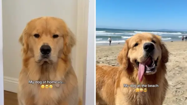 Golden Retriever Video zeigt, dass er den größten Teil seines Hauses am Strand liebt