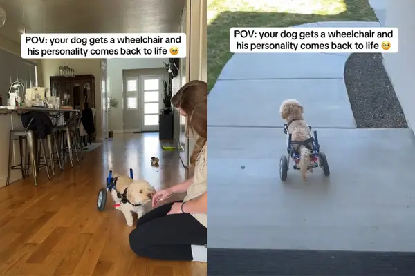 Vídeo: O cachorro paralisado não pode parar de se aproximar de uma nova cadeira de rodas
