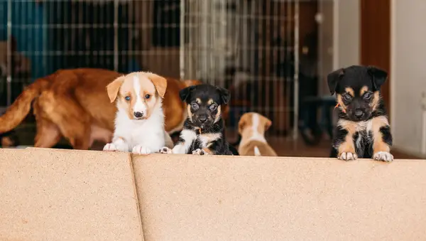 Aeshache Animal Lake