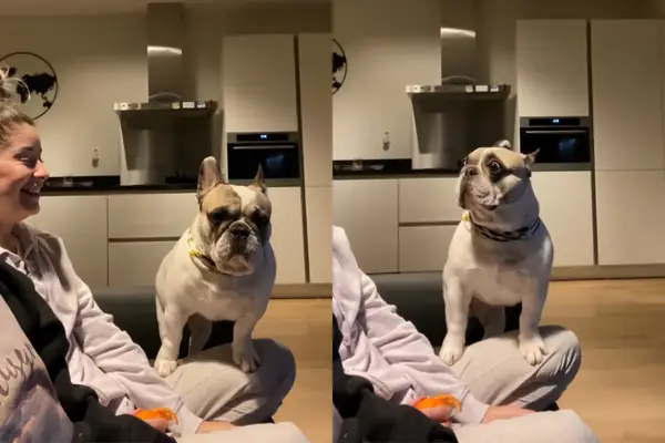 Vidéo: La réaction du chien au jeu du duo des parents vaut la peine de voir