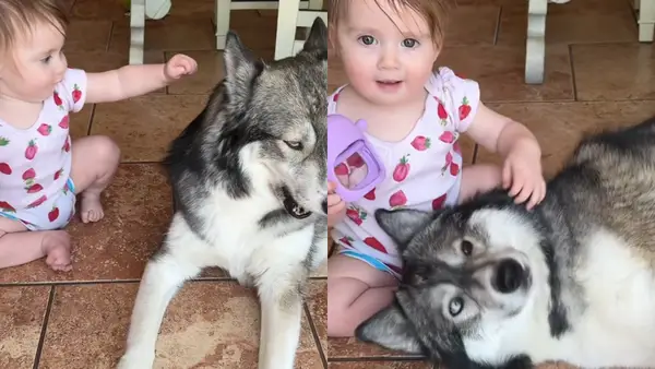 Video: Husky er klar til at tage et dyr fra selskabet med din bror