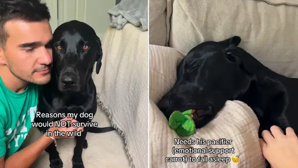 Vidéo: les propriétaires répertorient pourquoi leurs chiens ne peuvent pas survivre dans la nature