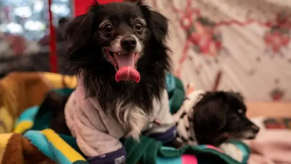 Eläinsuojeluryhmä on järjestetty Torin rakenteellisella käyttäytymisellä