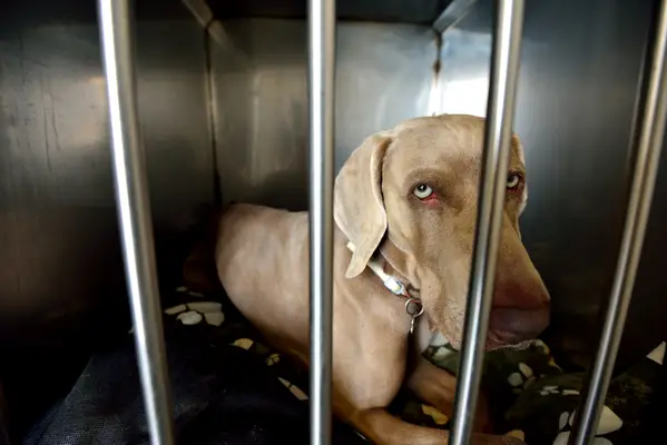 Zvířecí přístav v Cincinnati přerušuje operaci psů po zvýšení příznaků infekce horních cest dýchacích cest