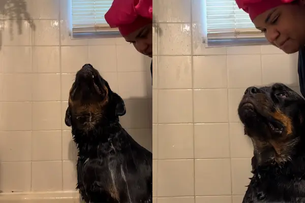 וידאו: תקופת הכלבים הרעים הופכת לשלום על פי המוזיקה של האם