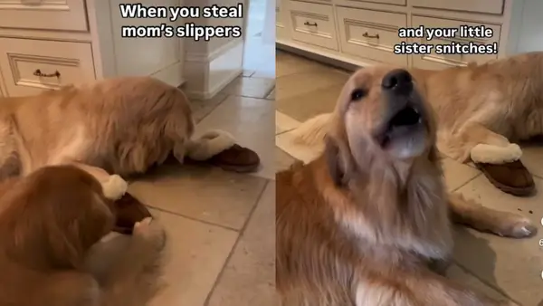 כלבים מוזמנים לשמוע את האחים השעירים על סרטונים מצחיקים