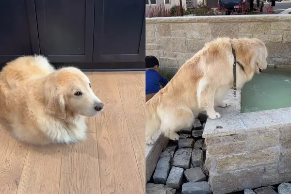 Video: īpašnieks pasniedz zelta retrīvera korgi