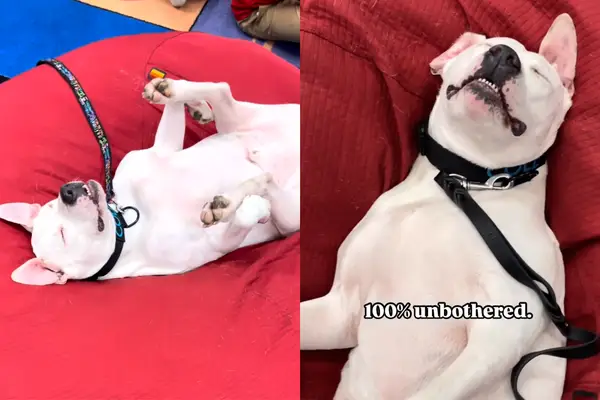 O vídeo captura a terapia da deficiência auditiva de cães como um bebê na aula de música