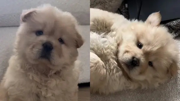 비디오 : 녹음 역사 소유자는 캡을 시도했습니다