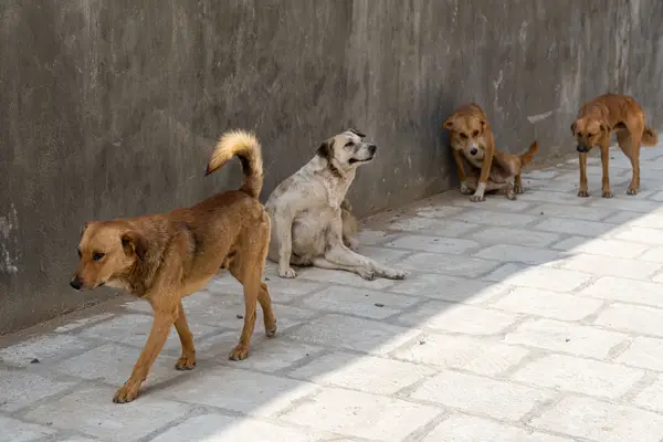 Kalifornijos kaimo gyventojai ir gyvūnai bijo šunų