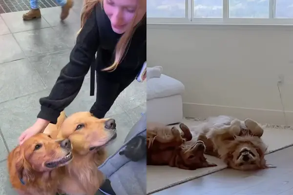 ビデオは、公共の中でゴールデンレトリバーと自宅での違いを示しています