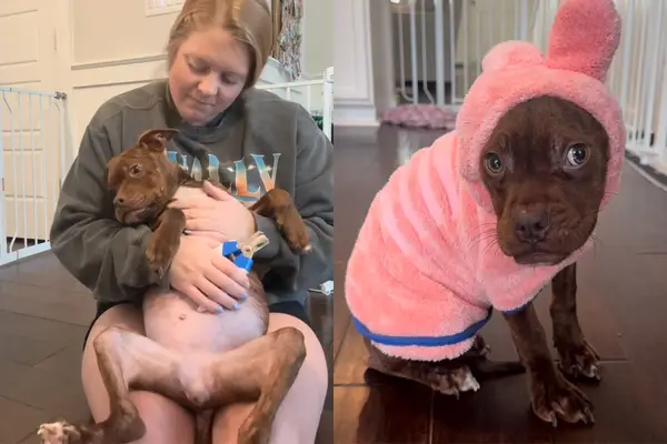 Ensimmäinen videokoira on erittäin hiljainen